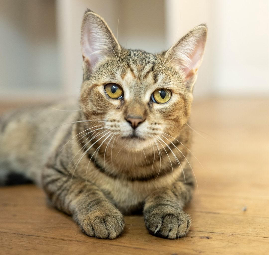 adopt