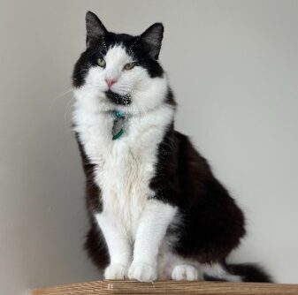 Pets I KittyMinke 337x334 1