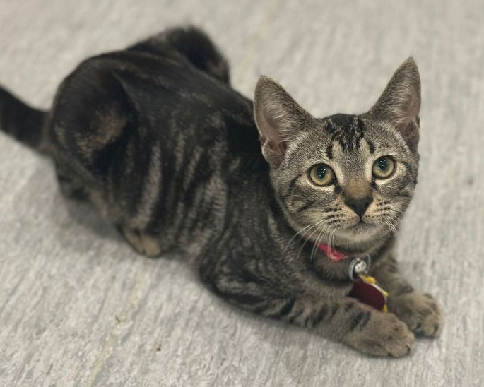 adopt