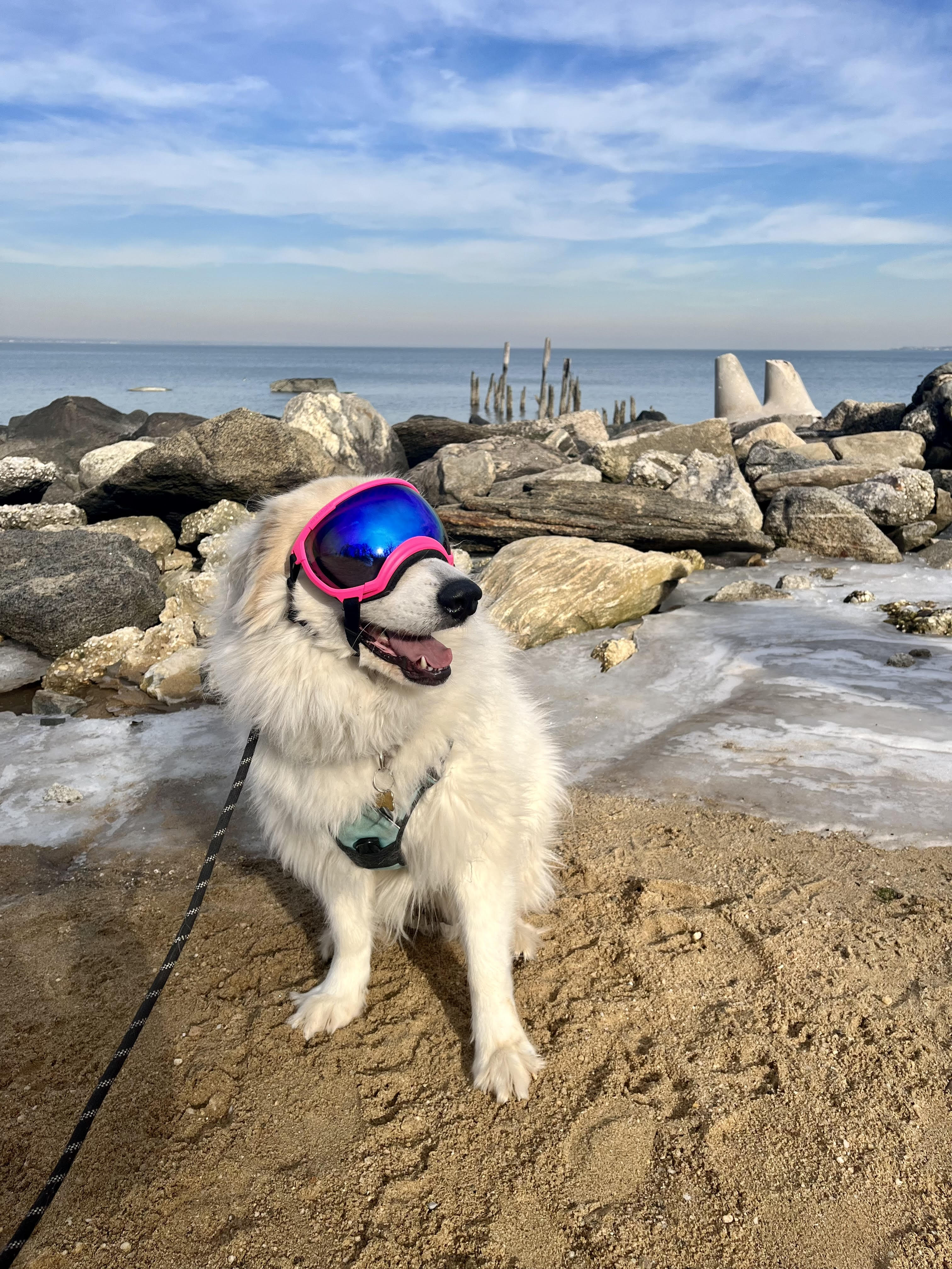 pet safety