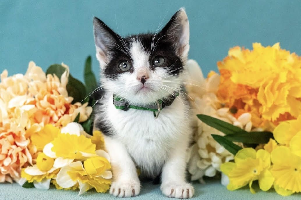 adopt