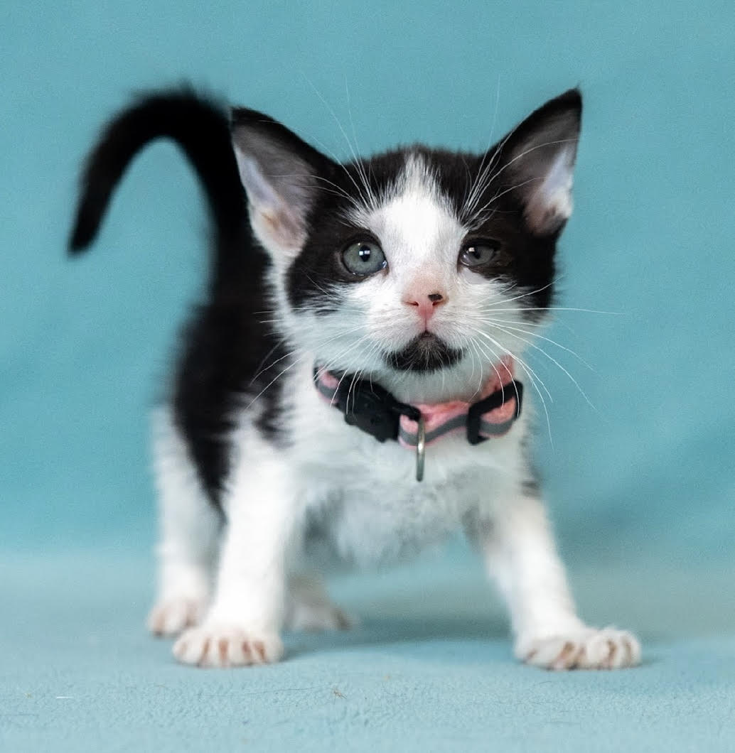 adopt