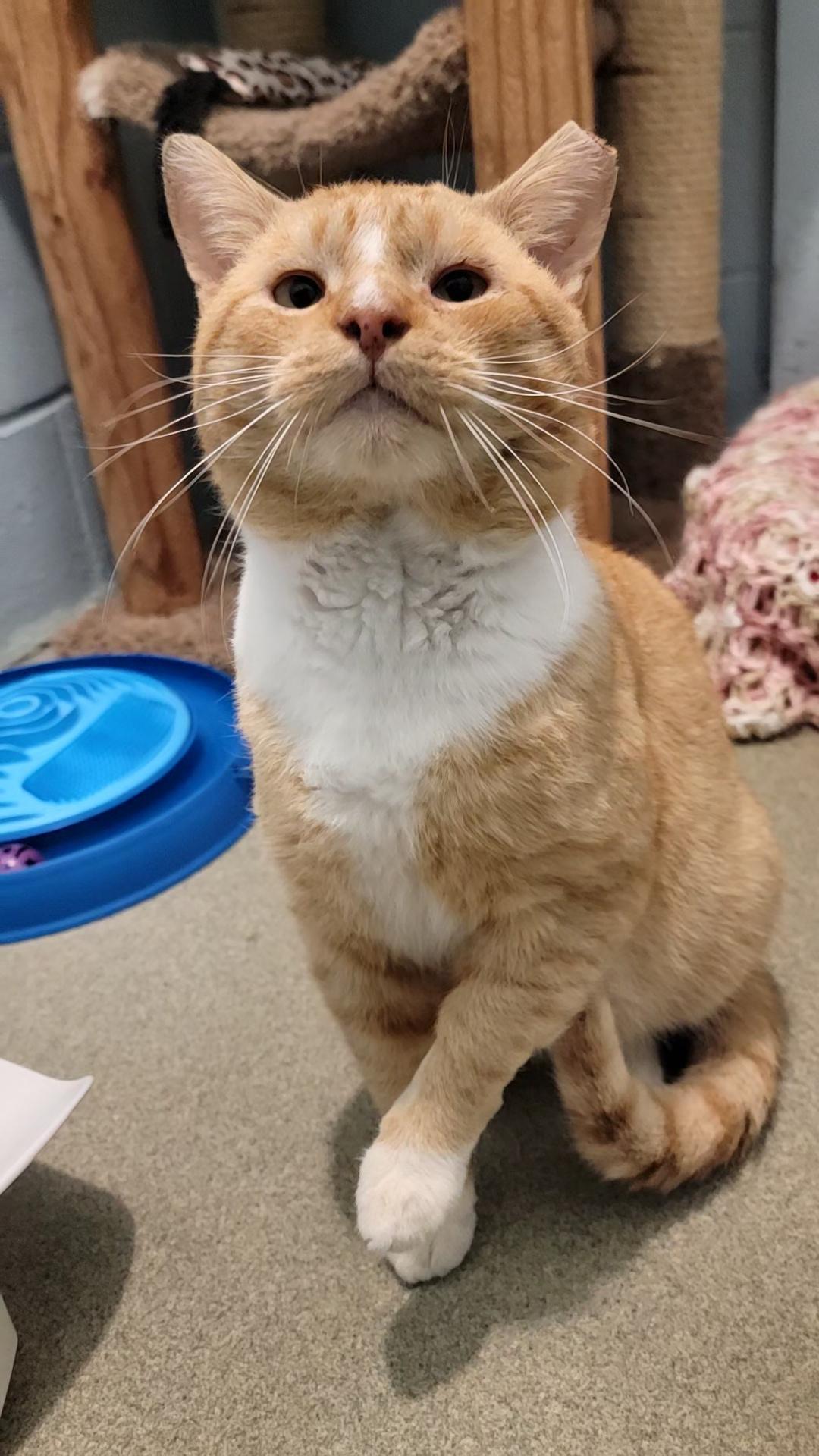 adopt