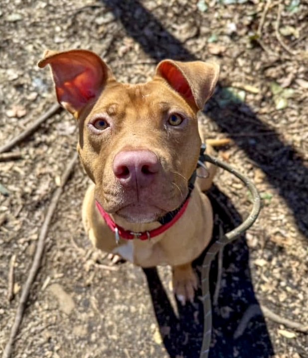 adopt