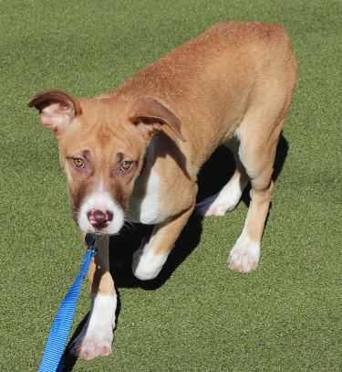 adopt