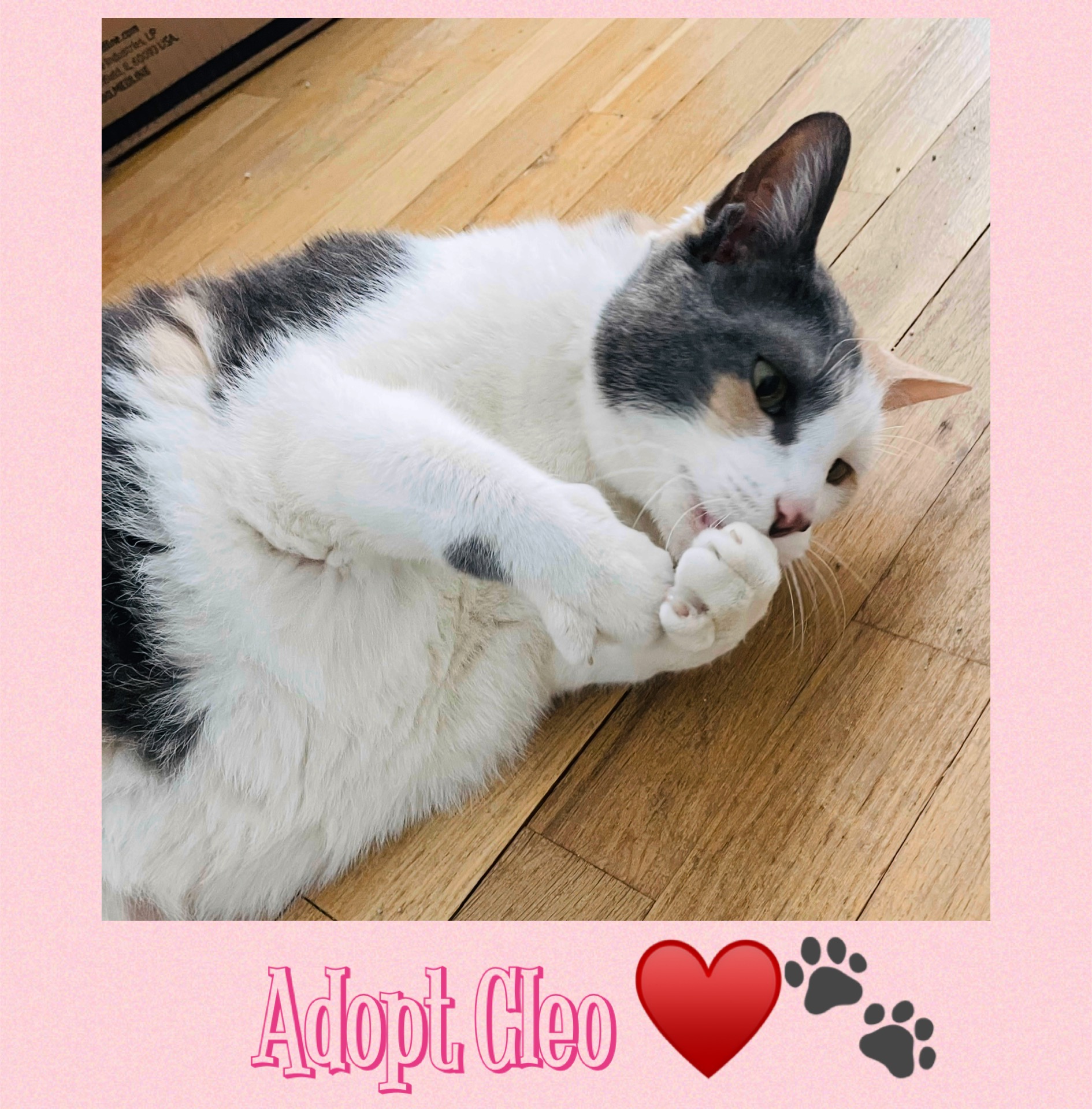 adopt