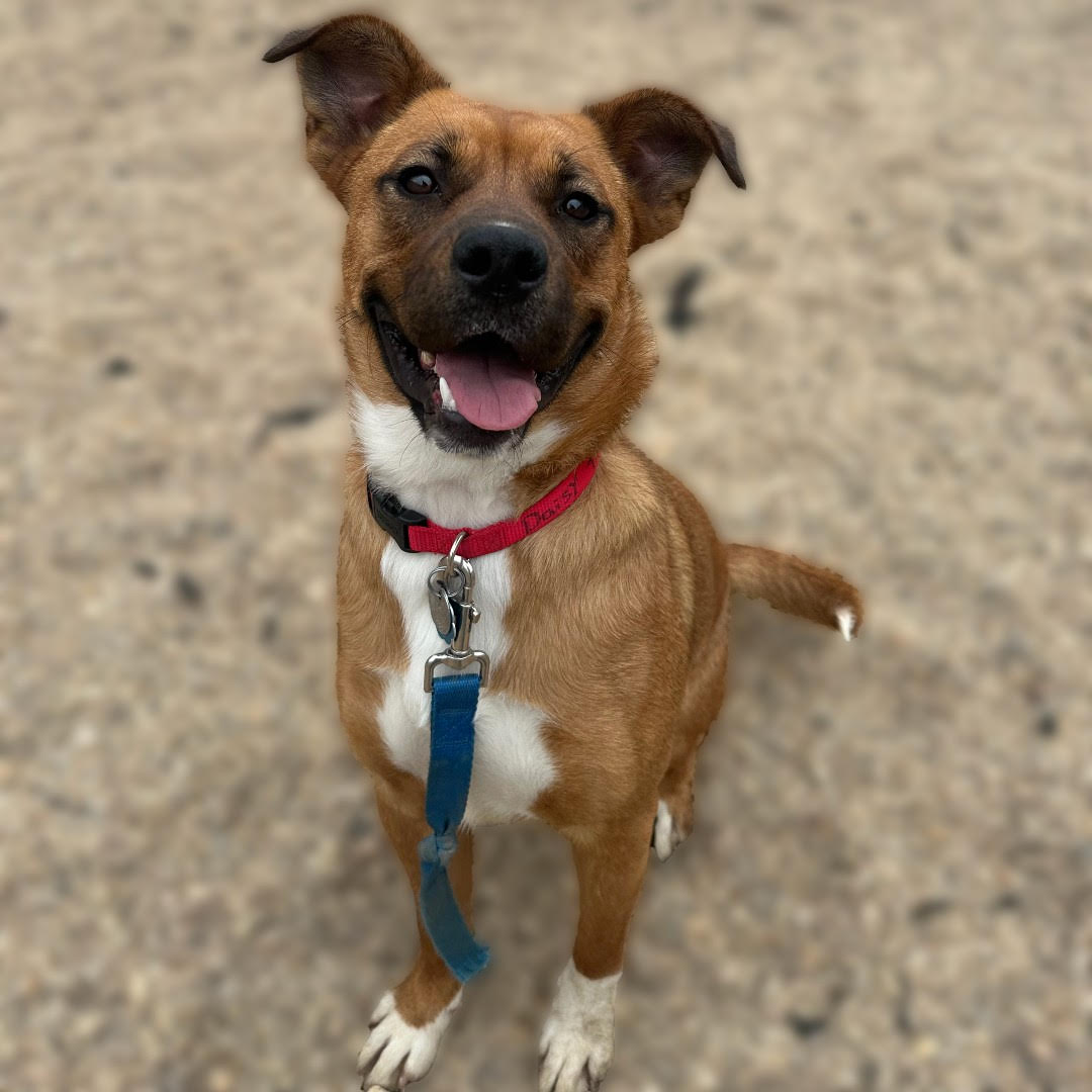 adopt