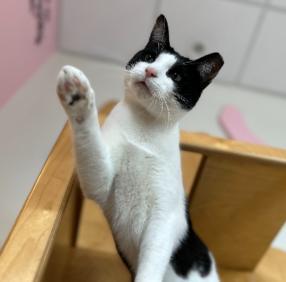 adopt