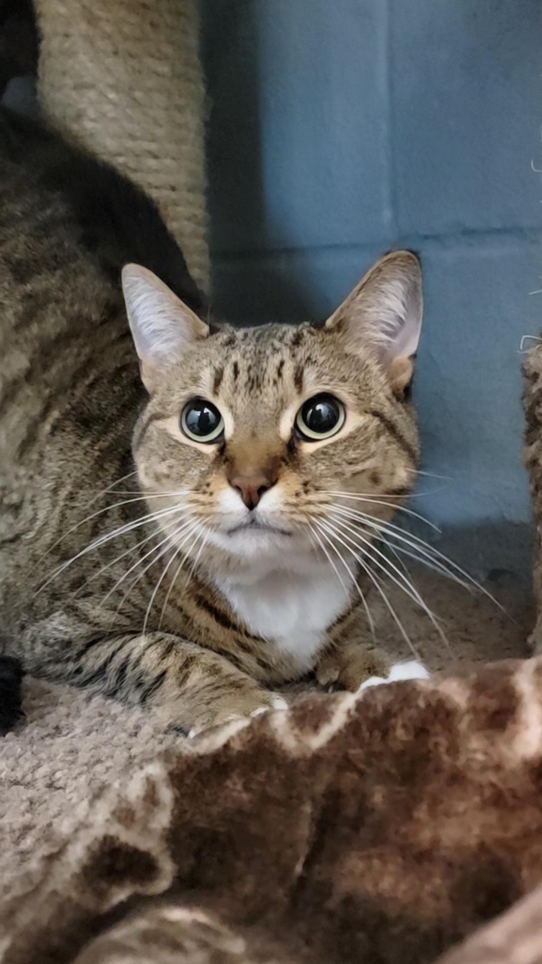 adopt