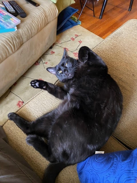 adopt