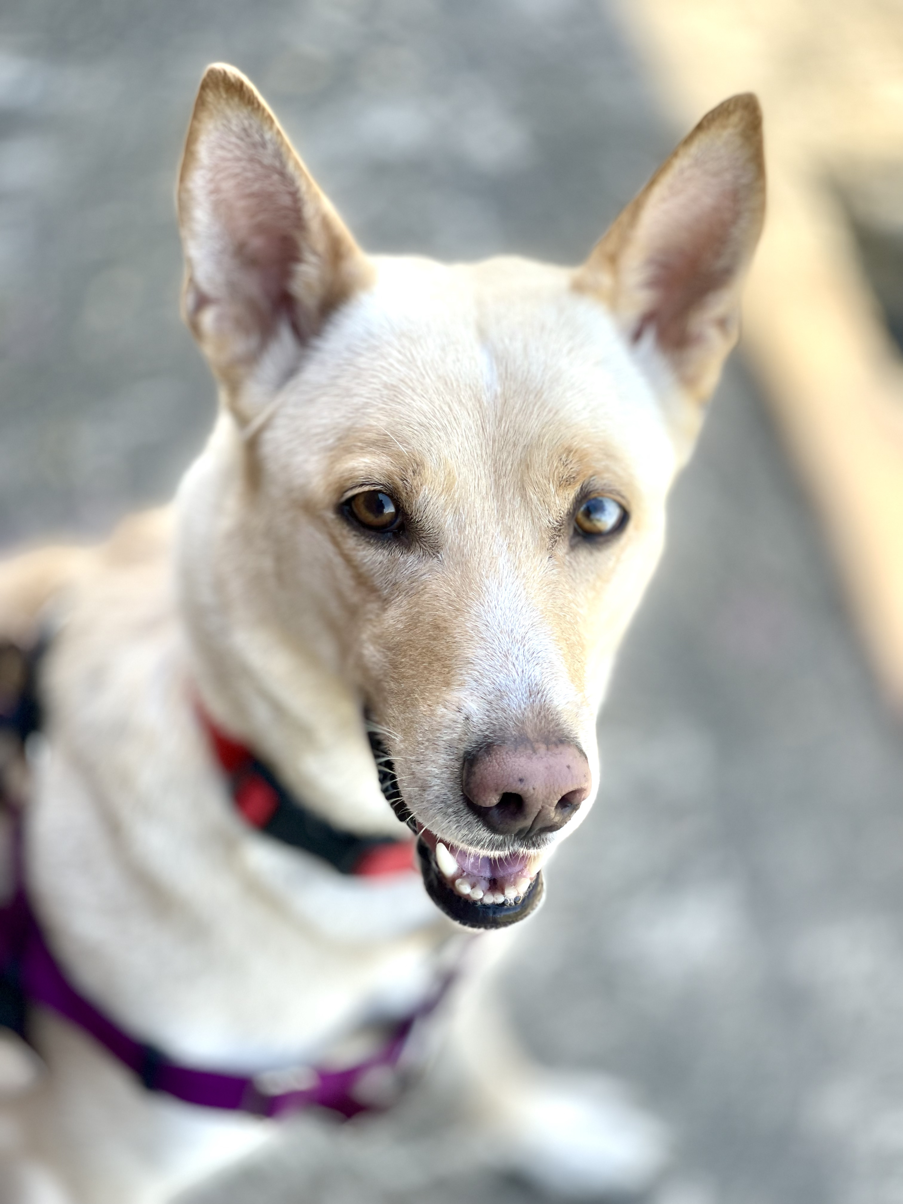 adopt