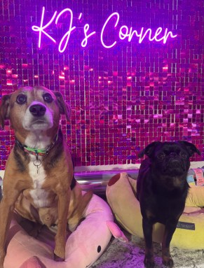Midas (L.) and Fig (R.) greet customers at KJ's Corner, located on Glen Cove Avenue in Glen Head