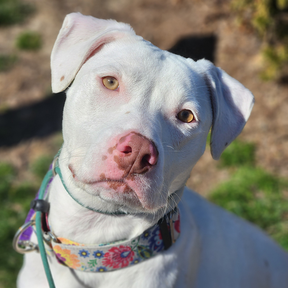 adopt