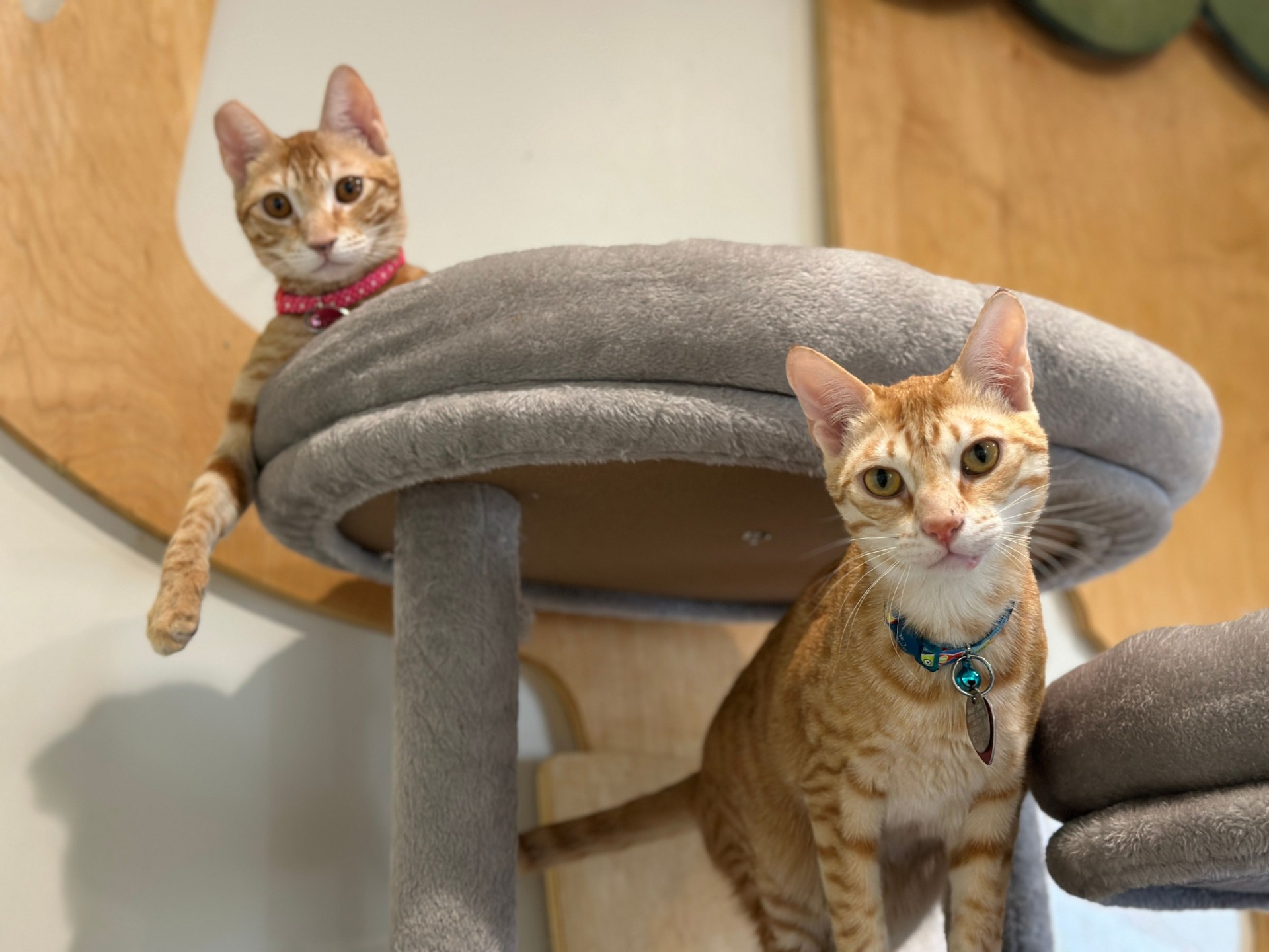adopt