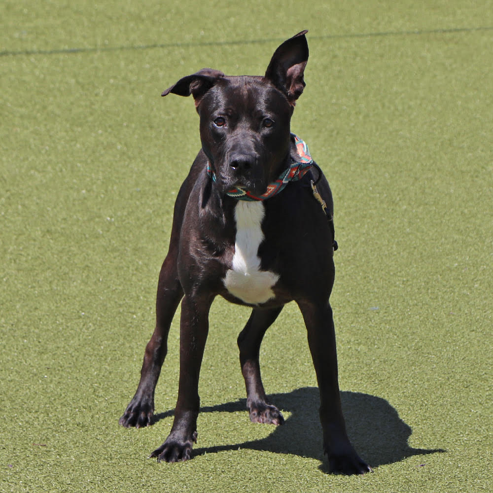 adopt