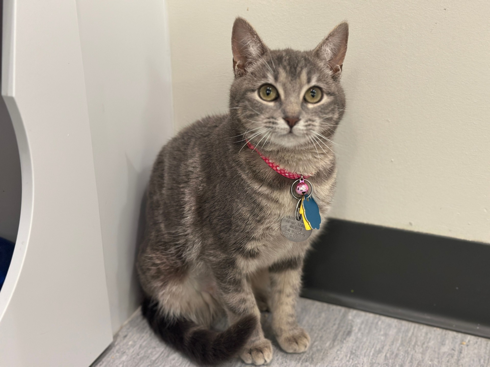 adopt