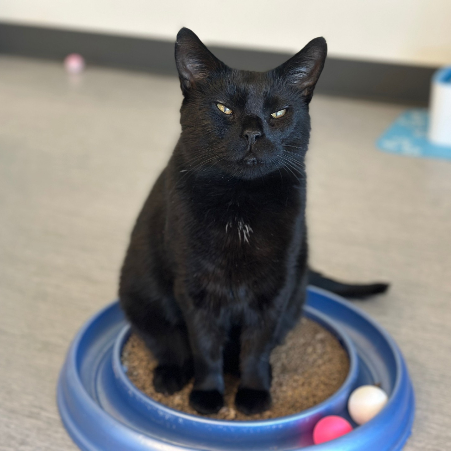 adopt