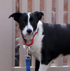 adopt