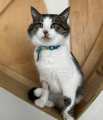 adopt