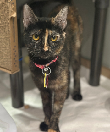 adopt