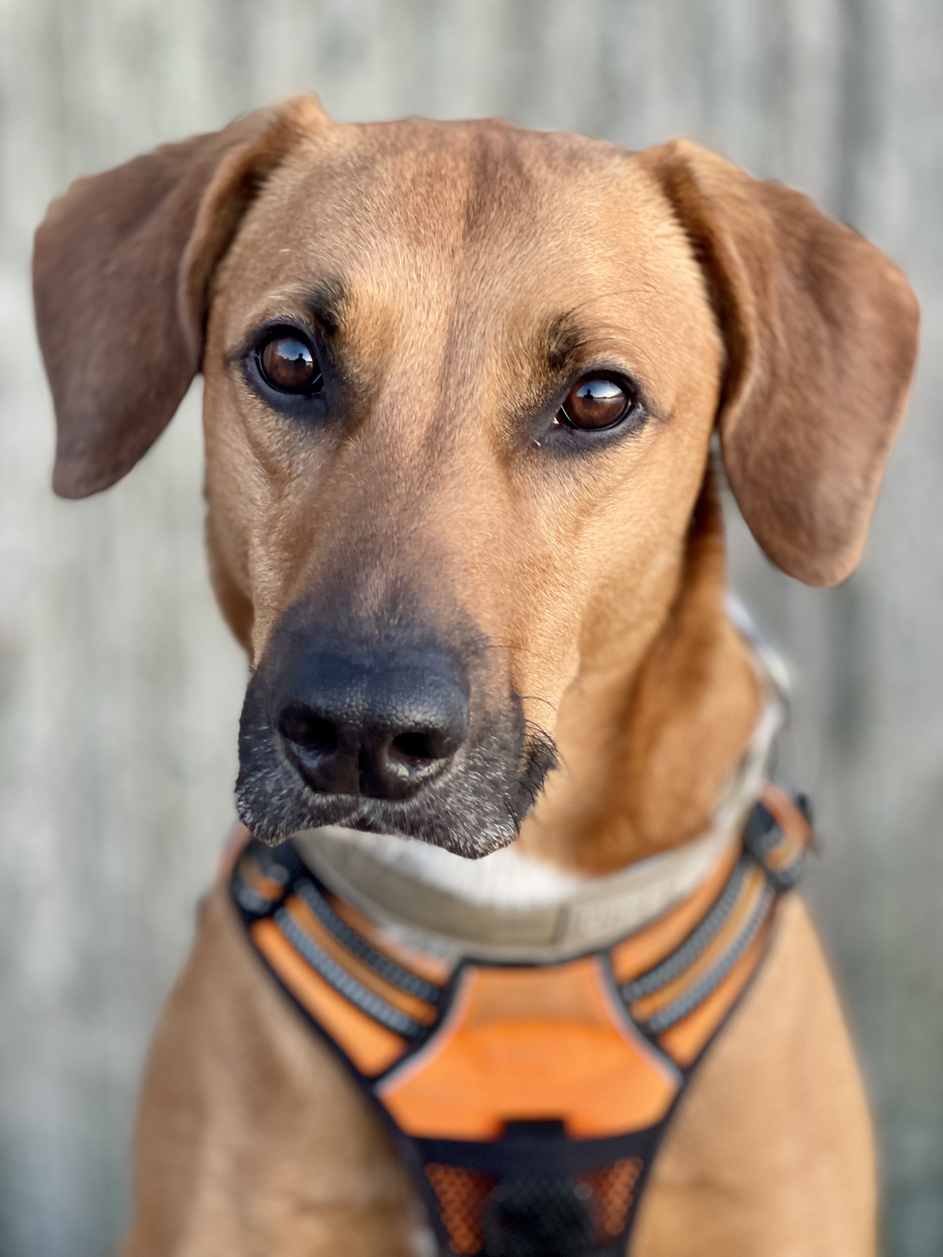 adopt