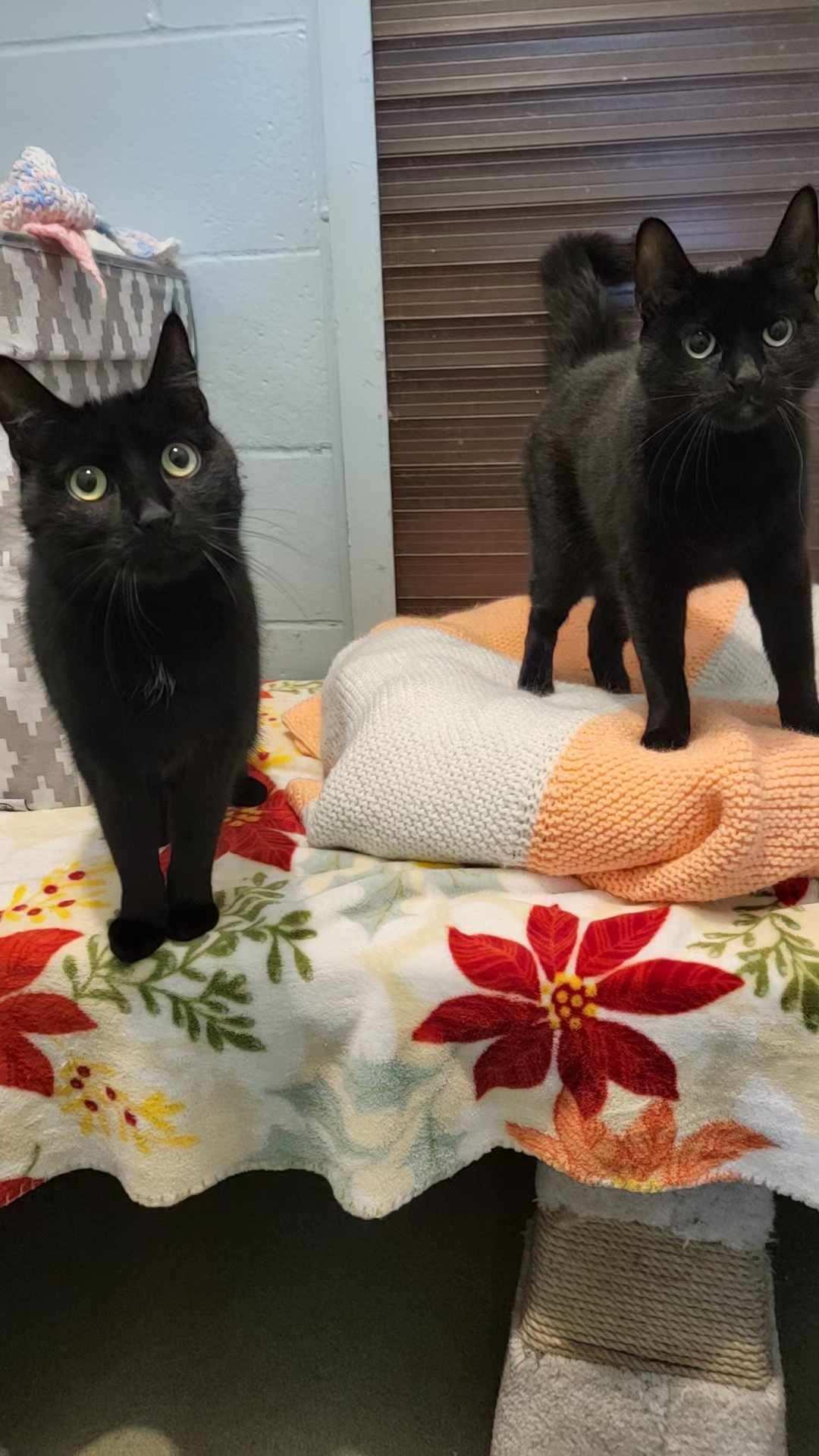 adopt