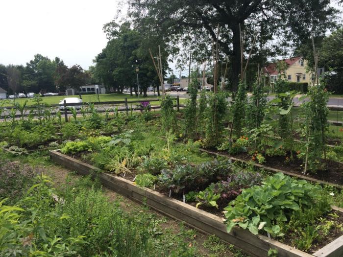native gardening