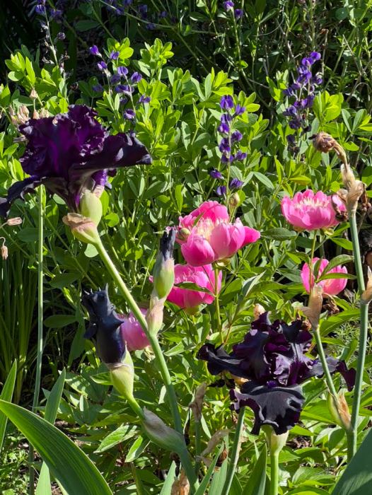 native gardening