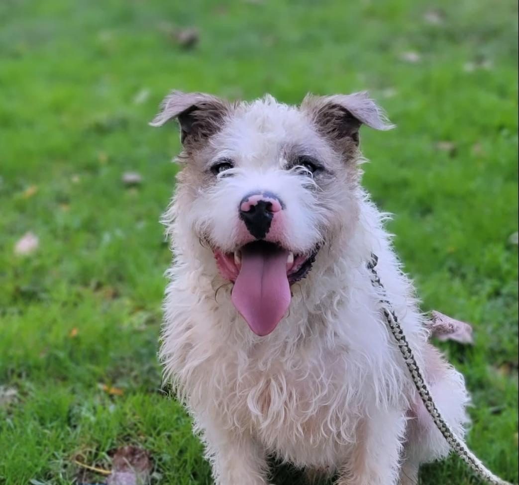 Kai wants to be adopted into his fur-ever home.