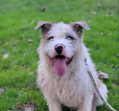 Kai wants to be adopted into his fur-ever home.