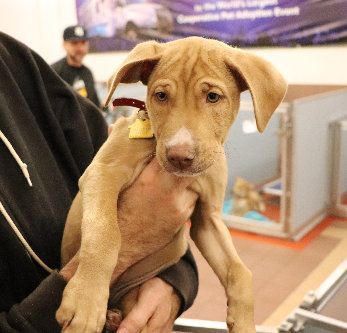 adopt