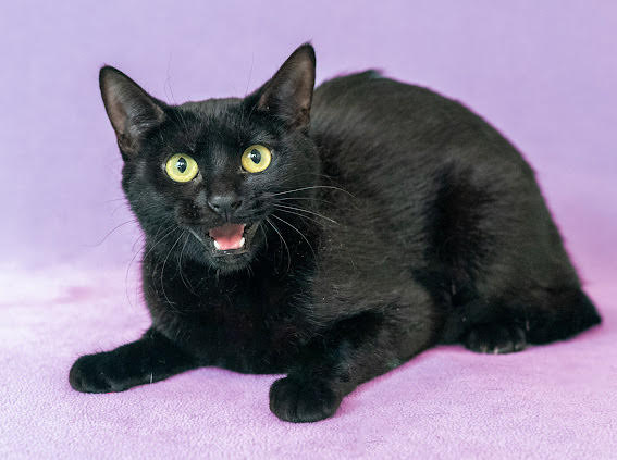 Sienna is one of the furry friends who wants to be adopted this Easter and Passover. Could you give her a fresh start?