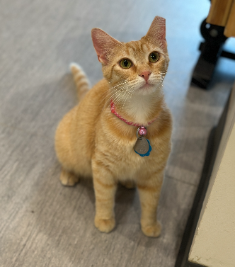 adopt