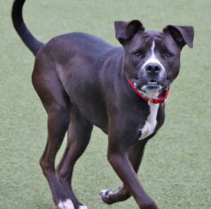 adopt