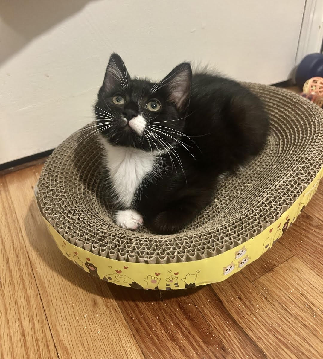 adopt