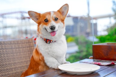 dine out with your dog