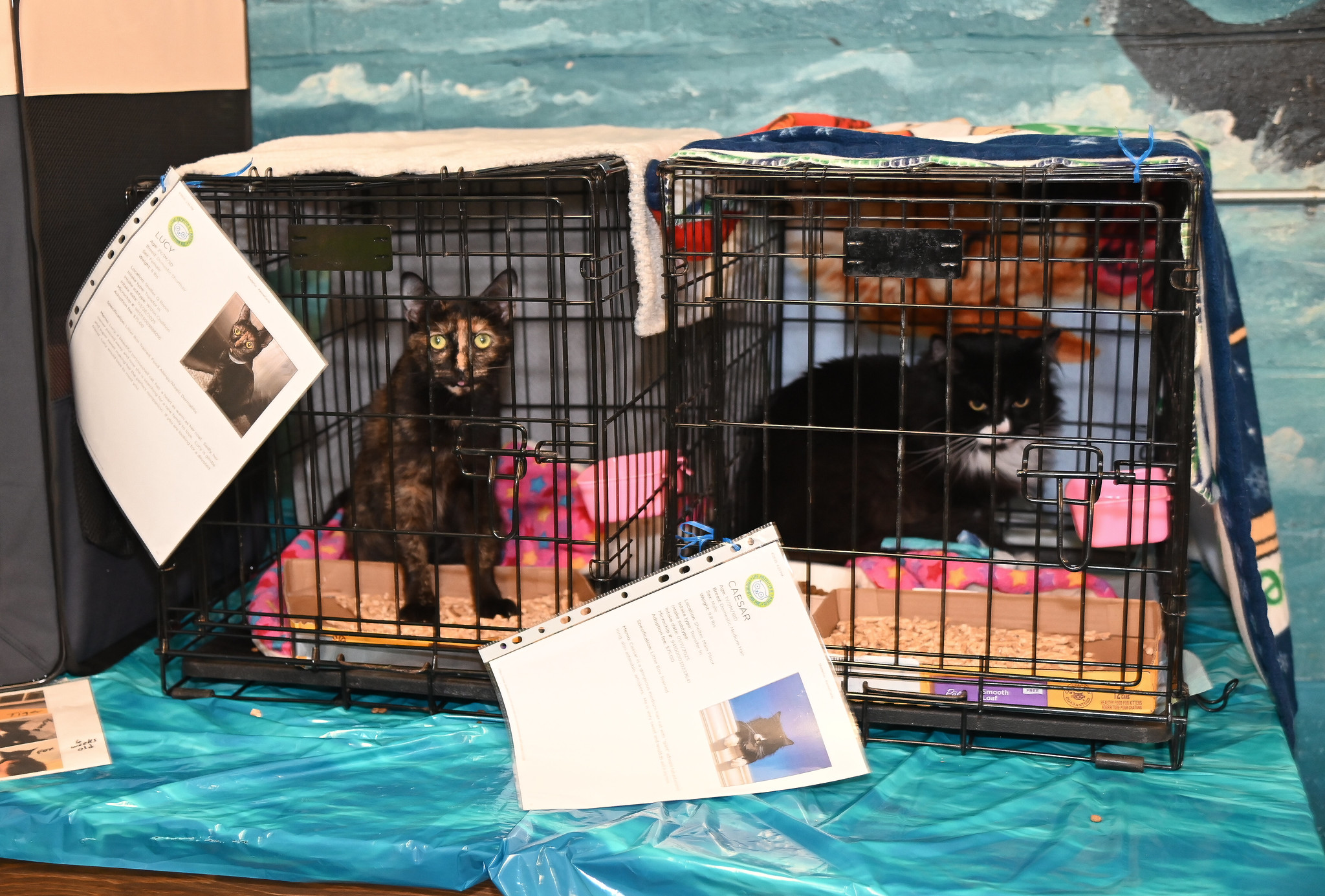 whaling museum of cold spring harbor all paws on hands cat adoption event 2025