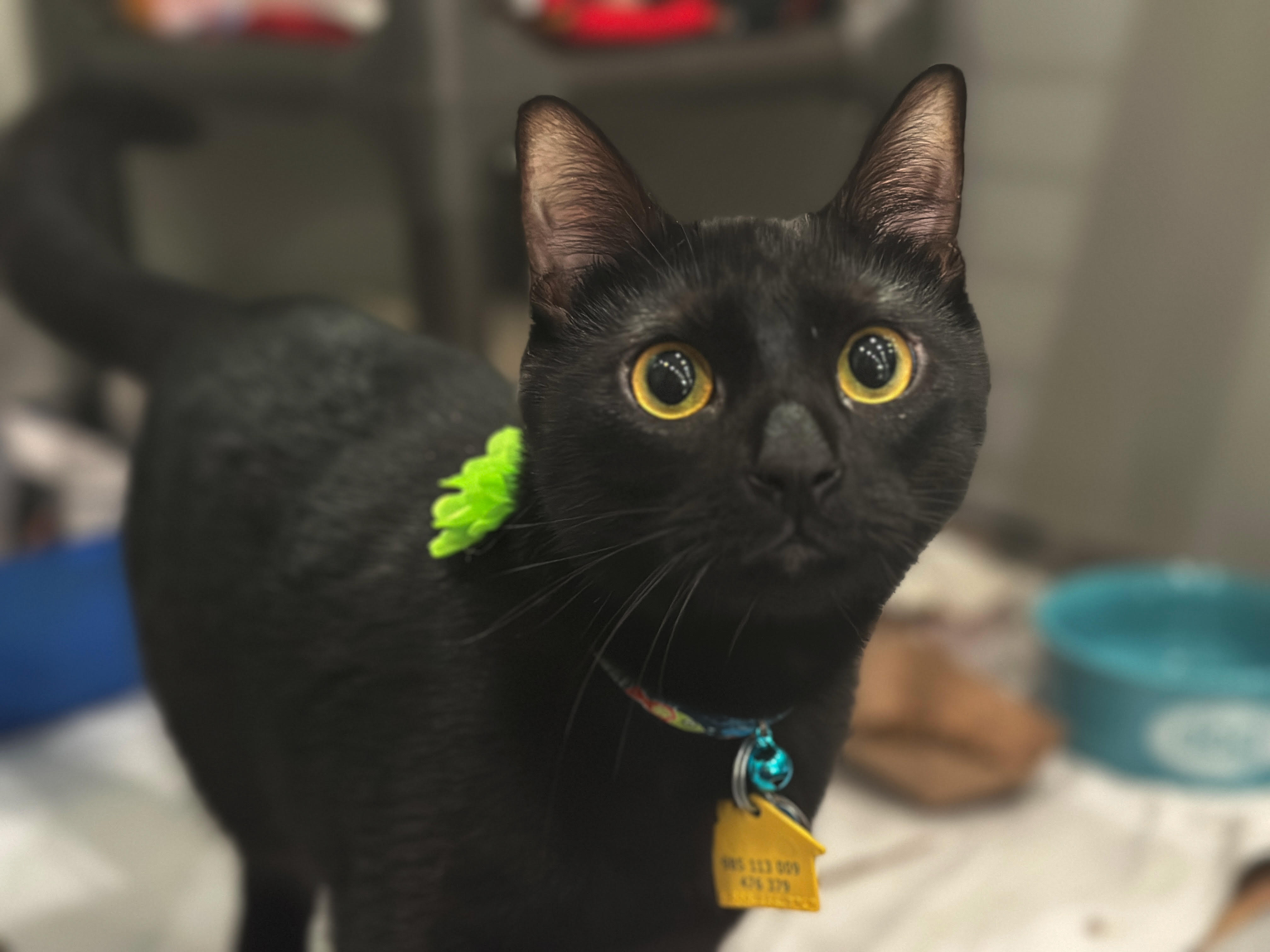 adopt