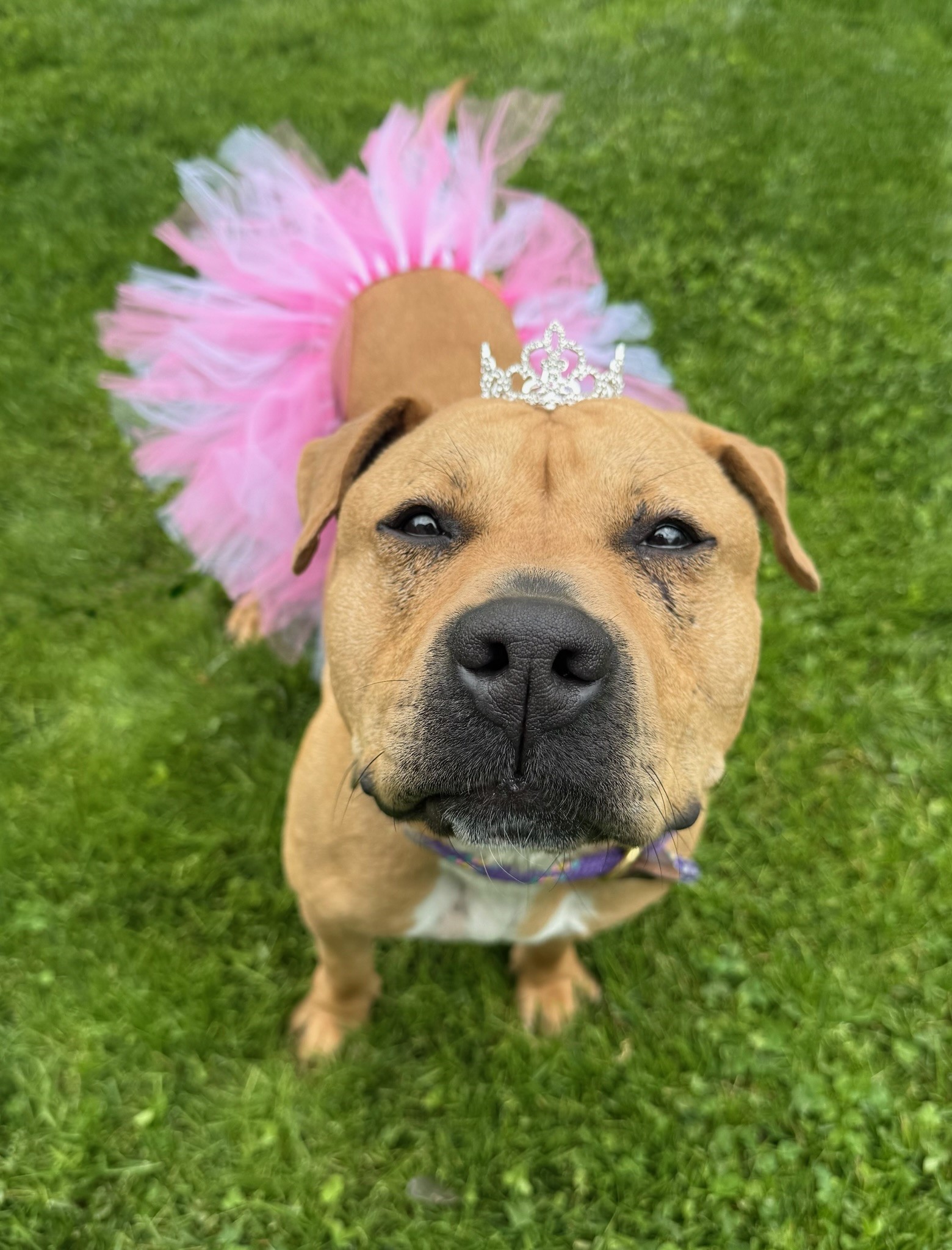 adopt