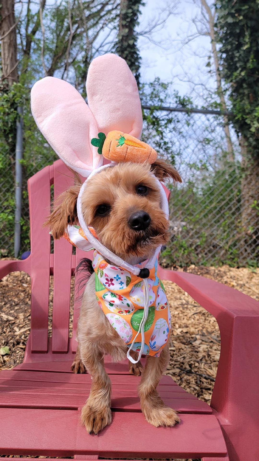 adopt