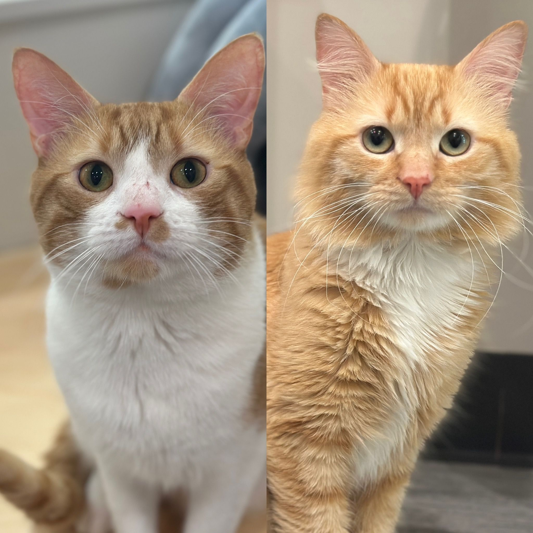 adopt