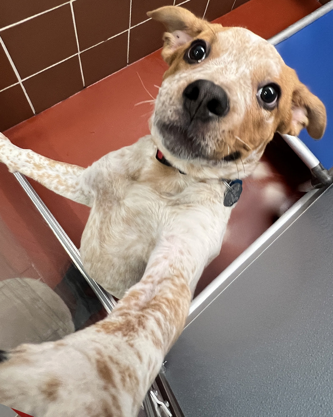 adopt