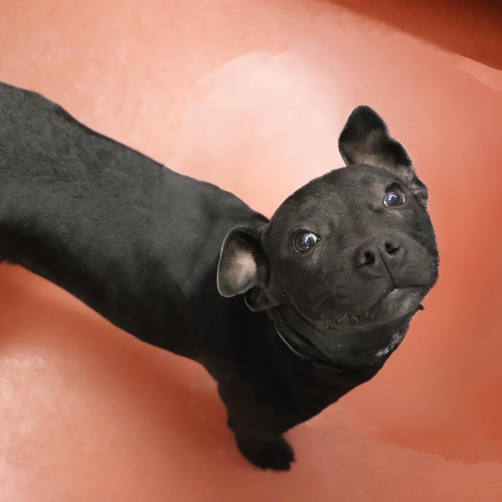 adopt