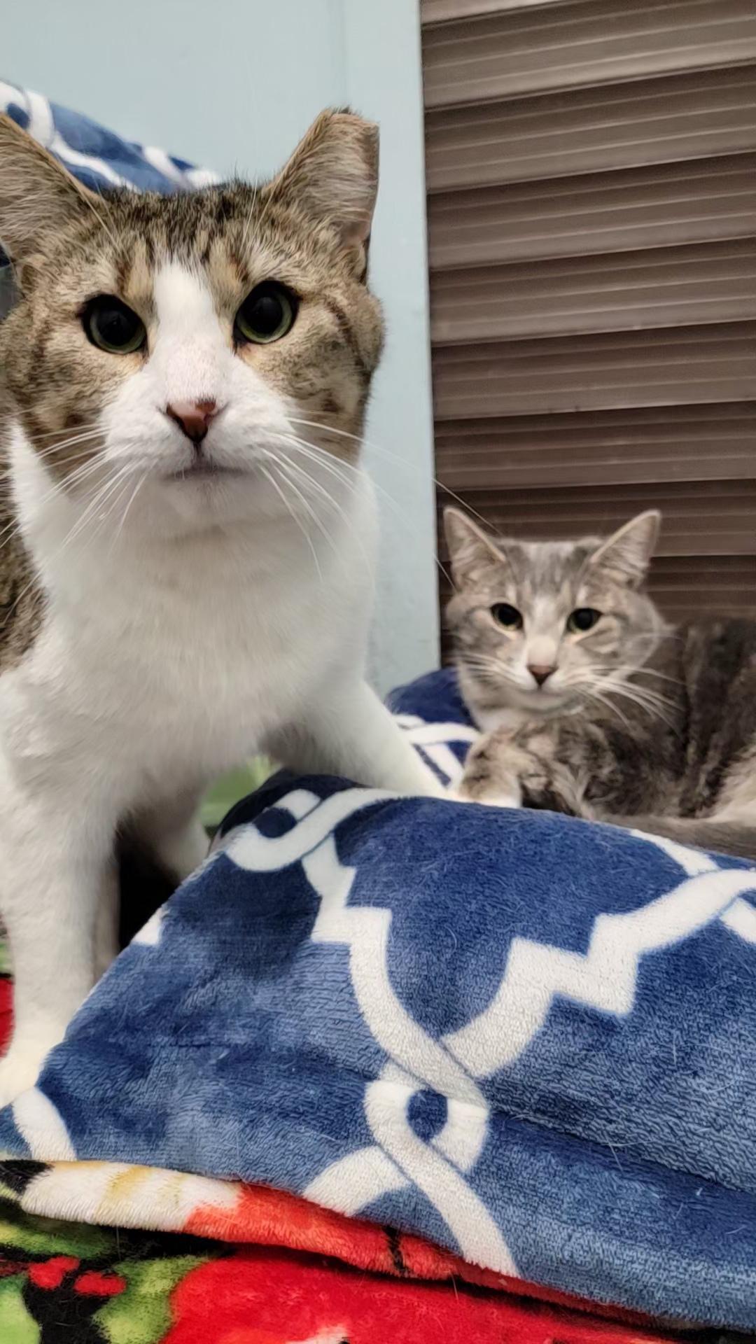 adopt