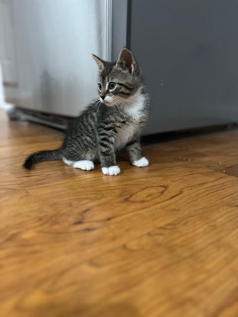 adopt