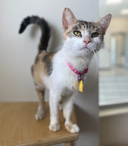 adopt