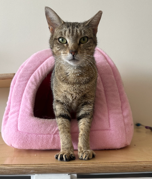 adopt