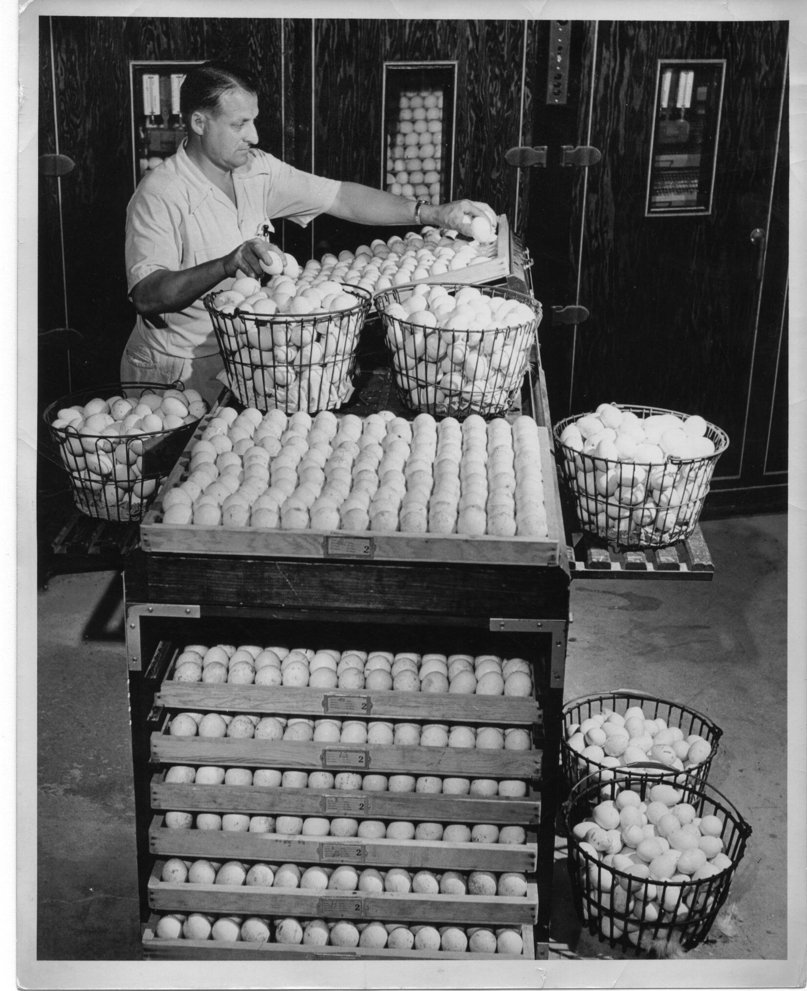 Founder Peter Zorn (Poppy) in the barn that stood where the hospital is now, with turkey eggs, circa 1930s.