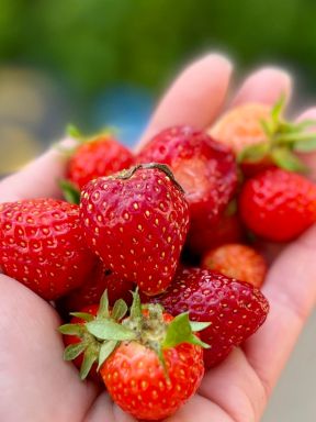 berry season