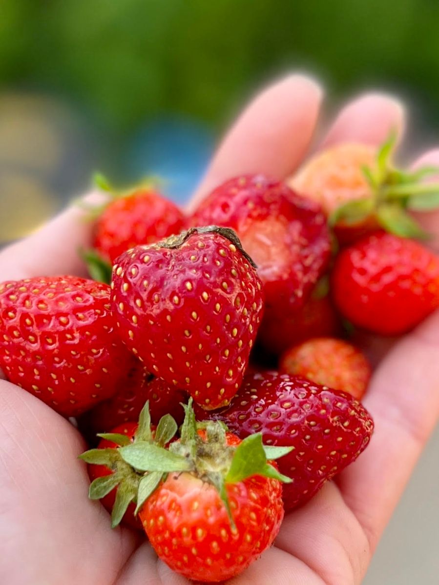 berry season